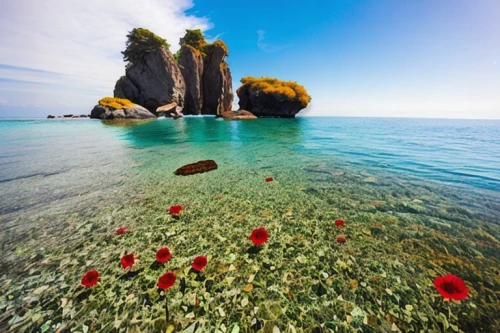 andaman sea,lake baikal,krabi thailand,fiji,indonesia,coral reefs,natuna indonesia,underwater landscape,raja ampat,corfu,coral reef,bird island,aeolian islands,baikal lake,red anemones,italy liguria,campania,balkan anemone,java island,sea carnations