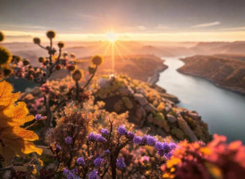 flower in sunset,snake river lakes,the valley of flowers,splendor of flowers,mountain sunrise,crater lake,greenland,wildflowers,snake river,blanket of flowers,alpine flowers,sea of flowers,flower field,beautiful landscape,united states national park,northern norway,landscapes beautiful,colorful flowers,field of flowers,scattered flowers