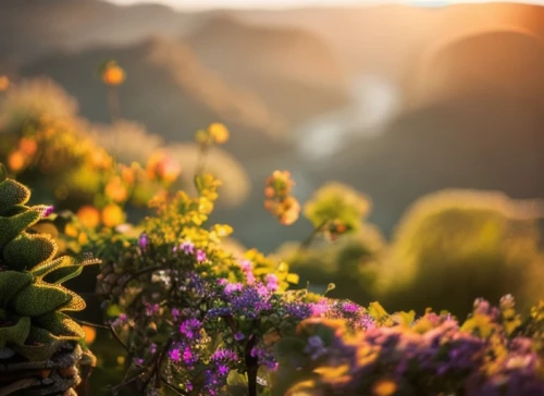 flower in sunset,alpine flowers,the valley of flowers,lupines,alpine flower,wildflowers,alpine meadows,alpine aster,flowering succulents,flower field,sea of flowers,alpine sunset,alpine meadow,blanket of flowers,field of flowers,splendor of flowers,mountain sunrise,wild flowers,flowers field,summer border