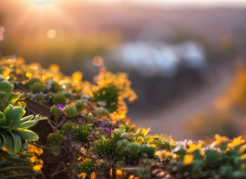 flower in sunset,golden lilac,earth in focus,depth of field,background bokeh,grape plantation,viticulture,flower field,cape goose berries,helichrysum,field of flowers,blooming field,golden samphire,vineyard,flowers field,vineyards,flowering vines,calluna,blanket of flowers,wall