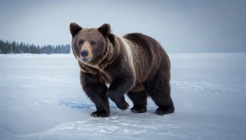 nordic bear,brown bear,grizzly bear,brown bears,grizzly cub,grizzly,american black bear,kodiak bear,great bear,bear guardian,bear kamchatka,bear,cute bear,icebear,black bears,alaska,bear cub,winter animals,ice bears,scandia bear