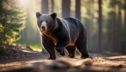 american black bear,brown bear,nordic bear,bear,bear guardian,great bear,grizzly bear,black bears,cute bear,bavarian forest,forest animal,sun bear,brown bears,ursa,spectacled bear,bear kamchatka,cub,grizzly,woodland animals,karelian bear dog