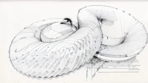 ammonite,spiral binding,torus,spiral book,snail shell,nautilus,cross sections,helical,cross-section,volute,chambered nautilus,open spiral notebook,klaus rinke's time field,sheet drawing,rib cage,gastropod,spiral bevel gears,embryo,fibonacci spiral,lithograph