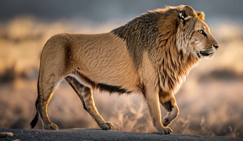 male lion,african lion,female lion,panthera leo,male lions,forest king lion,lion,masai lion,lion father,lioness,etosha,lion number,lion - feline,king of the jungle,skeezy lion,south africa zar,namibia,serengeti,lion head,lion cub