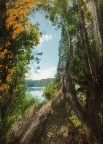 virtual landscape,round autumn frame,multiple exposure,trees with stitching,forest tree,autumn frame,double exposure,of trees,circle around tree,tree thoughtless,photo painting,lens reflection,deciduous forest,mirror in the meadow,photomanipulation,digital compositing,swampy landscape,the japanese tree,trees,magic tree