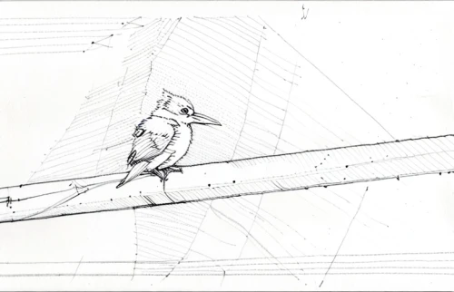 bird drawing,frame drawing,birds on a wire,bird frame,bird illustration,high-wire artist,line art birds,titmouse,tightrope walker,passenger pigeon,bird outline,bird perspective,carrier pigeon,bird on branch,flying trapeze,longbow,perched on a wire,tropical bird climber,bird flying,birds on branch