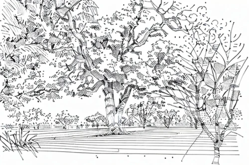 walnut trees,rosewood tree,landscape plan,ornamental tree,birch tree illustration,oak tree,siberian elm,lafayette park,palma trees,plane trees,arboretum,magnolia trees,line drawing,oregon white oak,californian white oak,trees with stitching,a tree,eastern black walnut,tree,tulip tree