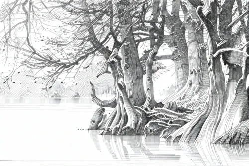 mangroves,weeping willow,swampy landscape,eastern mangroves,the roots of the mangrove trees,wetland,winter forest,brook landscape,bare trees,beech trees,reeds wintry,birch tree illustration,row of trees,swan lake,coppice,coppiced,mangrove,winter background,wetlands,winter lake