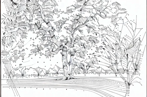 landscape plan,birch tree illustration,botanical line art,coloring page,coloring pages,line drawing,foliage coloring,garden elevation,plane trees,ornamental tree,trees with stitching,tree canopy,line-art,robinia,mono-line line art,fruit trees,siberian elm,corkscrew willow,palma trees,walnut trees