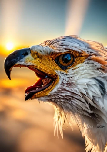 egyptian vulture,steppe eagle,sea head eagle,bearded vulture,sea eagle,ferruginous hawk,of prey eagle,eagle head,fish eagle,saker falcon,eagle eastern,bird photography,hawk animal,eagle,bird of prey,african eagle,predatory bird,portrait of a rock kestrel,mongolian eagle,desert buzzard