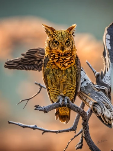 owl nature,great horned owl,great horned owls,siberian owl,eurasia eagle owl,owl,western screech owl,owl art,owl-real,eurasian eagle owl,eurasian eagle-owl,screech owl,eastern grass owl,owls,burrowing owl,spotted eagle owl,large owl,eagle owl,eared owl,ural owl