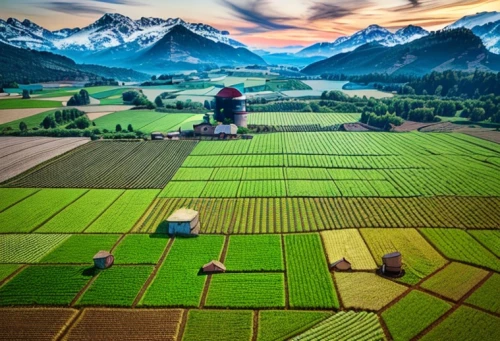 rice fields,rice field,potato field,dji agriculture,the rice field,rice terrace,yamada's rice fields,ricefield,agriculture,agricultural,farmers,rice paddies,green fields,farm landscape,vegetables landscape,suitcase in field,rice mountain,chair in field,field of cereals,fields