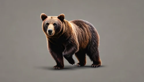 nordic bear,kodiak bear,bear,brown bear,bear kamchatka,scandia bear,grizzly,grizzly bear,great bear,grizzly cub,ursa,cute bear,grizzlies,kodiak,boar,cub,american black bear,uintatherium,ursa major zodiac,bears