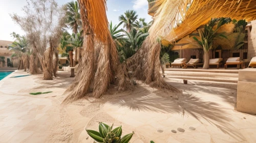date palms,palm pasture,palm field,palm fronds,palm leaves,desert palm,desert plants,palm garden,desert plant,palm forest,thatch umbrellas,coconut palms,palm tree,huacachina oasis,royal palms,dahab island,two palms,date palm,hurghada,wine palm,Architecture,General,Modern,Modern Egyptian,Architecture,General,Modern,Modern Egyptian