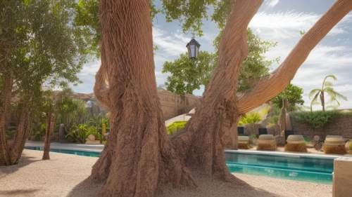 argan tree,argan trees,date palms,desert palm,date palm,palm springs,canarian dragon tree,palma trees,two palms,carob tree,wine palm,potted tree,royal palms,san pedro de atacama,marrakesh,palm garden,palmtree,palm tree,bodhi tree,marrakech