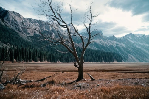 isolated tree,larch trees,lubitel 2,lone tree,seton lake,banff alberta,larch tree,banff,larch forests,larch,moraine,barren,montana,bow lake,desolate,ghost forest,dead tree,swiftcurrent lake,brown tree,aspen,Common,Common,Film