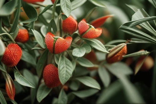 strawberry plant,strawberry tree,chinese lantern plant,strawberry ripe,strawberries,red fruits,red strawberry,ireland berries,strawberry flower,litchi,fruits plants,virginia strawberry,alpine strawberry,ornamental plants,berries,red orange flowers,berry fruit,orange climbing plant,fritillaria imperialis,orange red flowers,Common,Common,Film