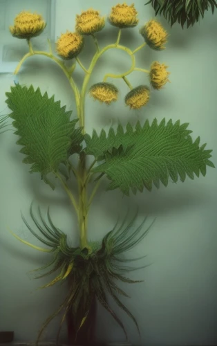 ikebana,flowers png,fennel flower,sunflowers in vase,trollius download,xerochrysum bracteatumm,fern plant,vintage botanical,flower arrangement lying,doronicum orientale,tagetes patula,sonchus oleraceus,helianthus occidentalis,urticaceae,heracleum (plant),helianthus tuberosus,fern fronds,tagetes,flower arrangement,flower art,Common,Common,Film