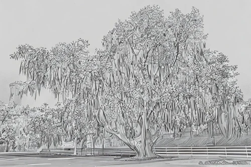 weeping willow,corkscrew willow,spanish moss,swamp birch,palma trees,birch tree illustration,siberian elm,trees,trees with stitching,magnolia trees,a tree,the trees,rosewood tree,row of trees,snow trees,old tree,treemsnow,big trees,poplar tree,hanging willow