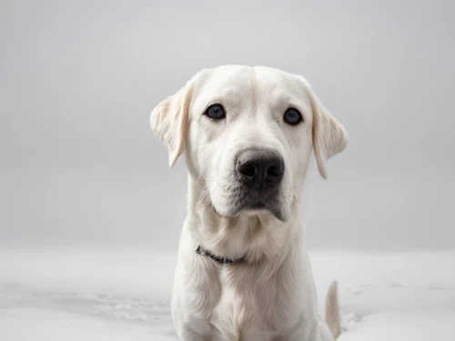 white dog,dog photography,dog-photography,labrador,kuvasz,labrador retriever,english setter,pet vitamins & supplements,clumber spaniel,dog pure-breed,mudhol hound,livestock guardian dog,piasecki hup retriever,anatolian shepherd dog,bracco italiano,norwegian buhund,weimaraner,estonian hound,saluki,hanover hound