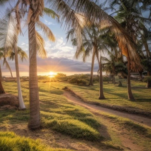 palm pasture,oahu,kauai,nusa dua,ko olina resort,palmtrees,two palms,palm field,samoa,bali,maui,palm garden,palm forest,santa barbara,vietnam,aruba,hdr,coconut palms,royal palms,hawaii