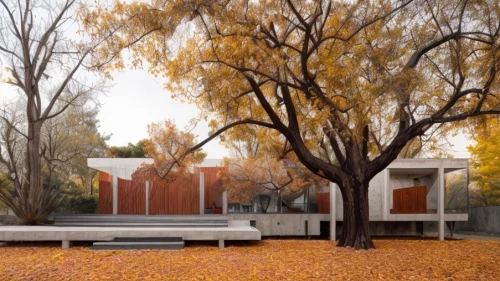 mid century house,ash-maple trees,new mexico maple,corten steel,fall landscape,autumn decor,autumn trees,the trees in the fall,landscape designers sydney,deciduous trees,silver maple,ruhl house,trees in the fall,autumn theme,fall foliage,autumn idyll,autumn landscape,autumn camper,californian white oak,autumnal leaves,Architecture,General,Modern,Mexican Modernism