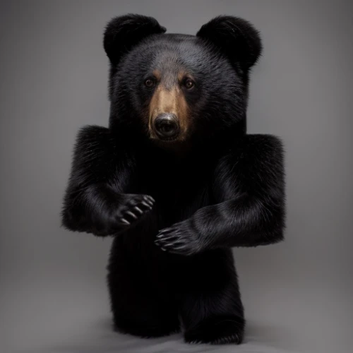 nordic bear,american black bear,bear,bear guardian,bear teddy,bear kamchatka,great bear,cute bear,bear market,scandia bear,ursa,sun bear,bearskin,black bears,3d teddy,left hand bear,cub,pandabear,bears,spectacled bear,Common,Common,Photography