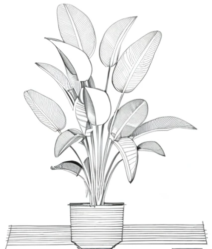 oil-related plant,illustration of the flowers,container plant,peace lily,flower illustration,ikebana,citronella,botanical line art,thick-leaf plant,monocotyledon,flowers png,peace lilies,century plant,androsace rattling pot,terrestrial plant,ceratostylis,ensete,fan leaf,money plant,sansevieria