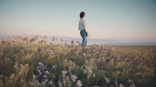 vintage lavender background,meadow in pastel,girl in flowers,girl in a long,landscape background,in the tall grass,flower background,to be alone,the lavender flower,field of flowers,meadow,lavender fields,lavender field,pennyroyal,boho background,girl on the dune,lavenders,small meadow,mirror in the meadow,cotton grass,Common,Common,Film