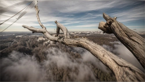 spruce needle,tigers nest,aerial landscape,tree tops,dead wood,ghost forest,tree top,virtual landscape,larch forests,photo manipulation,hang glider,trees with stitching,photomanipulation,wooden poles,broken tree,tightrope,dead tree,macroperspective,high-altitude mountain tour,treetops,Common,Common,Natural