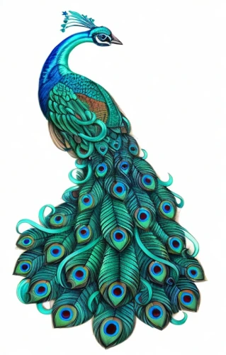 peacock,fairy peacock,blue peacock,male peacock,an ornamental bird,peafowl,peacock feathers,ornamental bird,peacock eye,plumage,peacock feather,body painting,decoration bird,birds of the sea,dress form,peacocks carnation,bodypainting,blue parrot,ornamental duck,summer plumage
