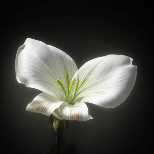white lily,easter lilies,guernsey lily,lilium candidum,madonna lily,lily flower,stargazer lily,white cosmos,calystegia sepium,cuckoo flower,tulip white,white trillium,twinflower,sego lily,white trumpet lily,wood anemone,dogwood flower,calla lily,flowers png,stamen,Realistic,Foods,Chocolate