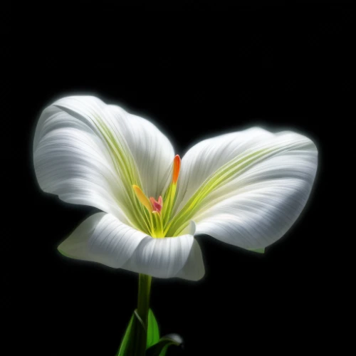 white cosmos,white lily,delicate white flower,lily flower,white petunia,white flower,sego lily,guernsey lily,flowers png,cuckoo flower,tulip white,windflower,stellaria,white trumpet lily,madonna lily,cosmos flower,lilium candidum,bindweed,white petals,twinflower,Realistic,Movie,Sky High Action
