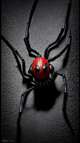 widow spider,spider,walking spider,arachnid,funnel web spider,baboon spider,edged hunting spider,tangle-web spider,tarantula,arachnophobia,spiders,orb-weaver spider,black widow,harvestman,spider bouncing,crawling,ladybird,webbing,two-point-ladybug,spyder,Common,Common,Photography