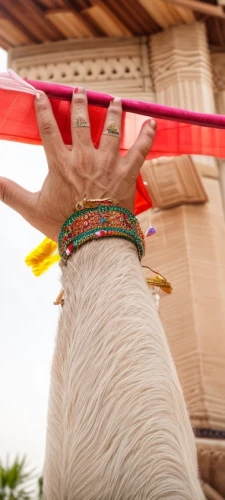 tibetan prayer flags,arabian camel,two-humped camel,bazlama,mehendi,bangles,llamas,prayer flags,buddha's hand,lama,camel,male camel,camelid,hand drums,hand drum,maracatu,prayer flag,llama,palm of the hand,thai garland