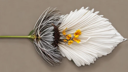 camomile flower,flannel flower,argyranthemum frutescens,mayweed,dried flower,leucanthemum,seed-head,dried wild flower,boutonniere,marguerite daisy,oxeye daisy,flowers png,marguerite,straw flower,common daisy,dry flower,the white chrysanthemum,bookmark with flowers,stitched flower,apiaceae