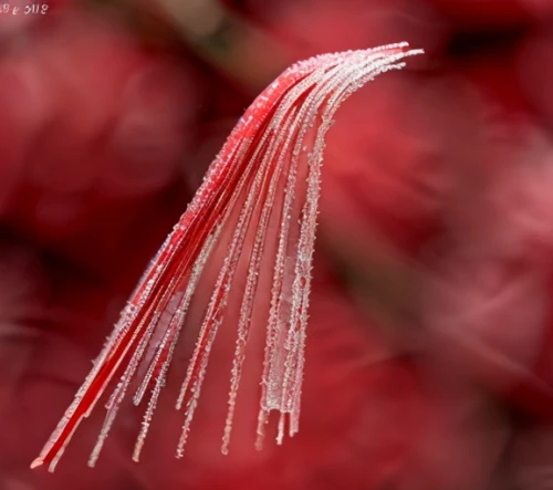 close up stamens,red crinoid,red white tassel,feather bristle grass,cherry sparkler fountain grass,fringed pink,stamens,macro extension tubes,feather carnation,frayed,macro photography,ristras,macrophoto,frosted rose hips,stamen,christmas tassel bunting,ornamental grass,tassels,tassel,cherry twig