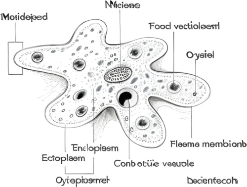 cytoplasm,echinoderm,nucleoid,meiosis,cell structure,heloderma,t-helper cell,ovary,aesculapian,embryo,corpuscle,nucleus,embryonic,neoplasia,actinostola,cnidarian,chelonoidis,mitochondrion,the structure of the,caryophyllaceae