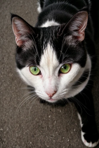 japanese bobtail,street cat,feral cat,cat image,domestic short-haired cat,breed cat,domestic cat,red whiskered bulbull,cat's eyes,stray cat,calico cat,green eyes,tom cat,whiskered,cat portrait,european shorthair,chinese pastoral cat,shelter cat,cat nose,yellow eyes