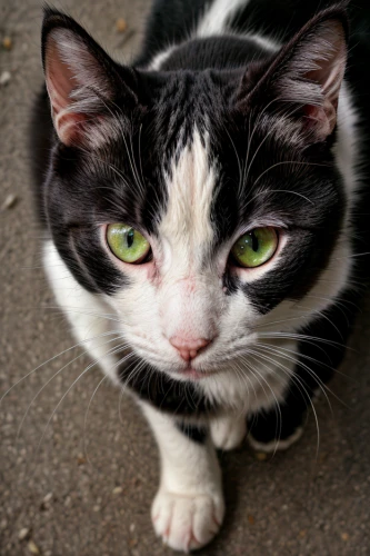 feral cat,street cat,domestic short-haired cat,cat image,japanese bobtail,breed cat,domestic cat,magpie cat,stray cat,red whiskered bulbull,whiskered,calico cat,yellow eyes,cat's eyes,cat portrait,tom cat,funny cat,chinese pastoral cat,polydactyl cat,american shorthair