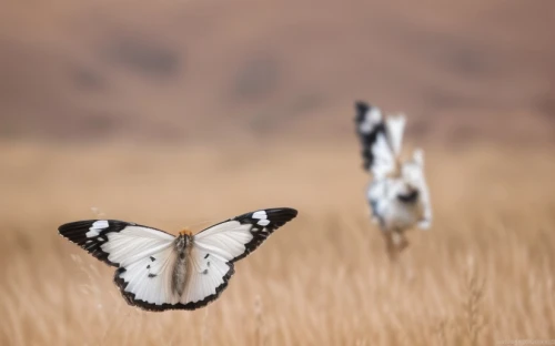 butterfly isolated,isolated butterfly,papilio,papillon,marbled white butterfly,checkered white,palamedes swallowtail,melanargia,hesperia (butterfly),white butterfly,french butterfly,white butterflies,zebra swallowtail,limenitis,papilio rumanzovia,swallowtail,giant swallowtail,brush-footed butterfly,checkerboard butterfly,scarce swallowtail