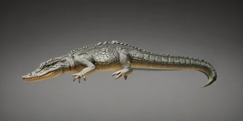 albino alligator,alligator mississipiensis,alligator sculpture,alligator,south carolina alligator,chroicocephalus ridibundus,white alligator,iguanidae,crocodilia,crocodile,crocodilian,gator,philippines crocodile,scaled reptile,muggar crocodile,eleutherodactylus,missisipi aligator,crocodilian reptile,cretoxyrhina,tirannosaurus,Common,Common,Natural