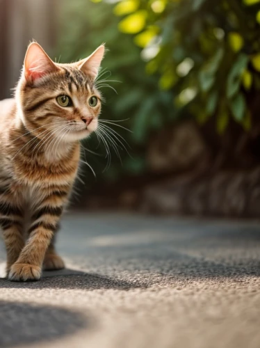 american bobtail,street cat,feral cat,american shorthair,domestic short-haired cat,catwalk,cute cat,cat image,pet vitamins & supplements,american wirehair,european shorthair,alley cat,japanese bobtail,stray cat,breed cat,domestic long-haired cat,domestic cat,cat,pounce,kurilian bobtail