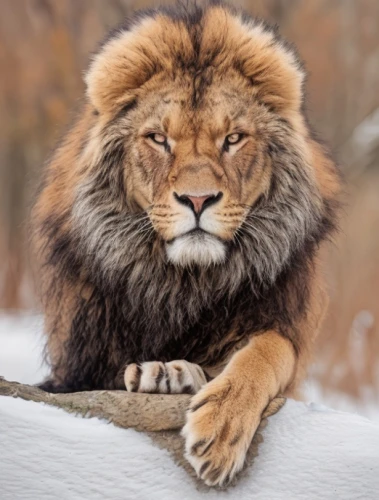 forest king lion,male lion,the amur adonis,african lion,lion,panthera leo,lion - feline,amur adonis,female lion,lion white,lioness,king of the jungle,white lion,lion head,winter animals,skeezy lion,lion father,liger,little lion,masai lion