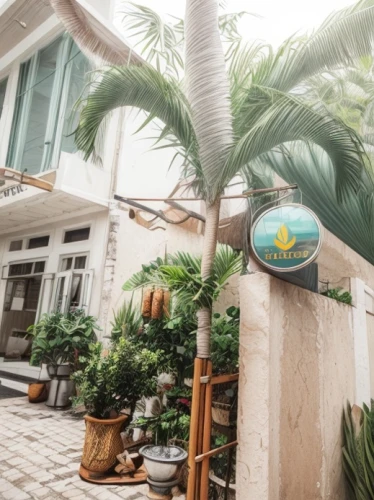 tropical house,coconut tree,coconut palms,coconut palm tree,fan palm,coconut palm,hua hin,coconut trees,palm garden,wine palm,seminyak,phu quoc,phu quoc island,potted palm,coconut water concentrate plant,palm fronds,coconut grove,peach palm,holiday villa,coconut water processing machine
