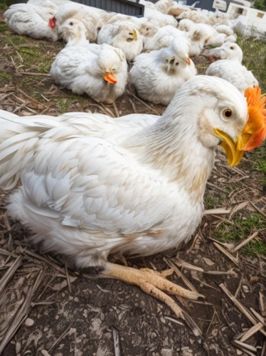 egyptian vulture,laying hens,pullet,hen lying down,chicken yard,white cut chicken,chicken farm,araucana,avian flu,poultry,herring gulls,free range chicken,free-range eggs,flock of chickens,landfowl,easter goose,laying hen,white pigeons,cockerel,cacatua moluccensis,Architecture,General,Modern,Creative Innovation