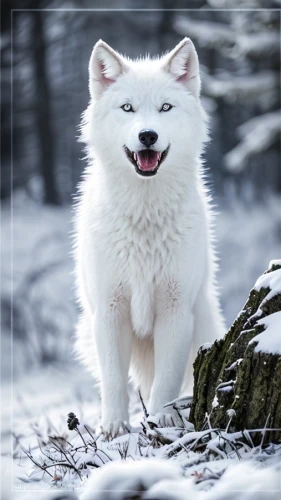 canadian eskimo dog,american eskimo dog,arctic fox,japanese spitz,samoyed,icelandic sheepdog,greenland dog,white shepherd,white dog,berger blanc suisse,sakhalin husky,akita inu,siberian husky,norwegian buhund,canaan dog,miniature siberian husky,seppala siberian sleddog,northern inuit dog,snowball,tundra