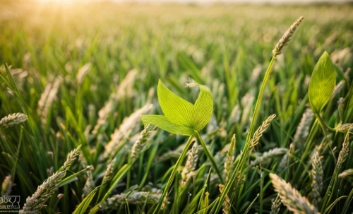 green wheat,paddy field,green grain,crop plant,aaa,rice field,green wallpaper,cultivated field,green summer,spikelets,green fields,wheat grasses,field of cereals,wheat crops,agricultural,blade of grass,corn field,wheat germ grass,green landscape,cropland,Common,Common,Natural