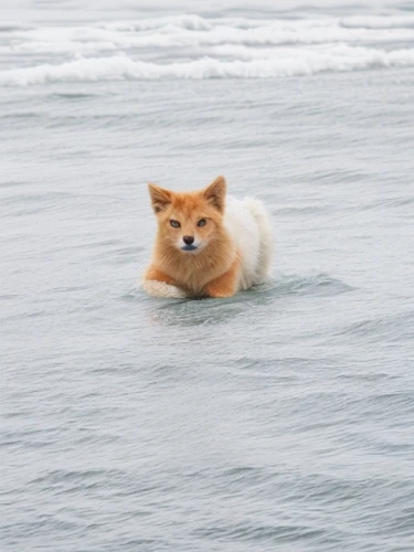 icelandic sheepdog,dog in the water,water dog,firefox,foxface fish,shiba inu,akita inu,finnish spitz,dhole,sand fox,to swim,canadian eskimo dog,the pembroke welsh corgi,shiba,welsh corgi,baby float,corgi,sea animal,pembroke welsh corgi,welsh corgi pembroke