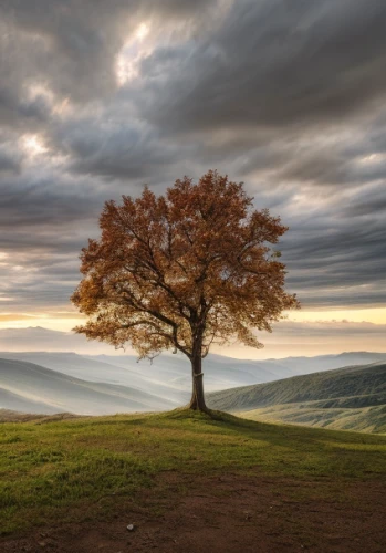 lone tree,isolated tree,autumn tree,bare tree,landscape photography,lonely chestnut,deciduous tree,brown tree,flourishing tree,landscape background,celtic tree,peak district,nature landscape,landscape nature,a tree,magic tree,landscapes beautiful,beautiful landscape,autumn landscape,yorkshire dales